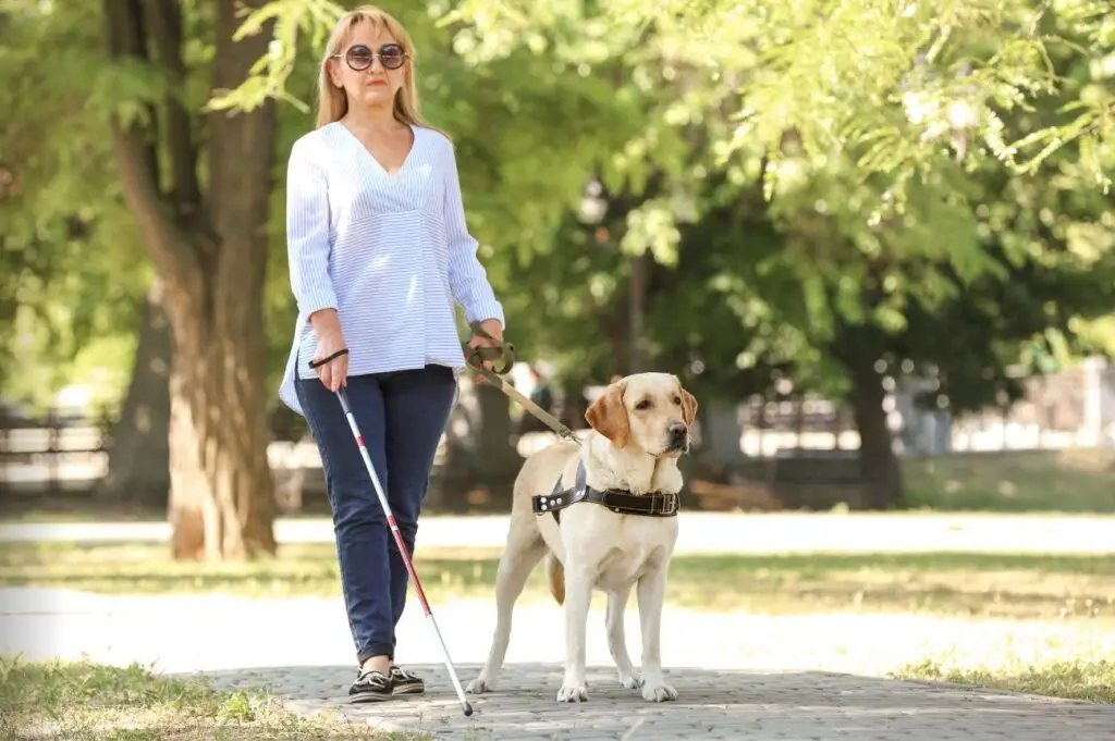 Lady walking through a park with a walking cane and assistance dog.